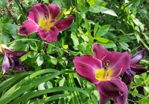 Purple with yellow throat