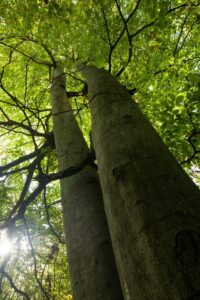 Treetops of beech trees - view from bottom up